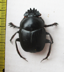 Escarabaeus remii