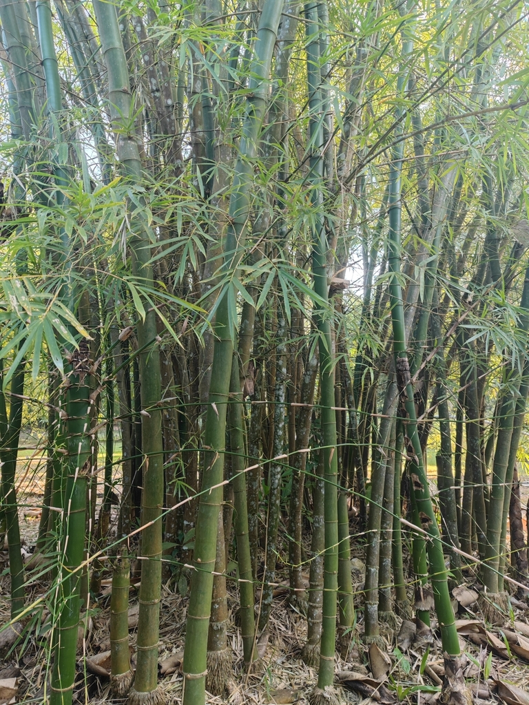 Dendrocalamus sikkimensis (Dendrocalamus sikkimensis)