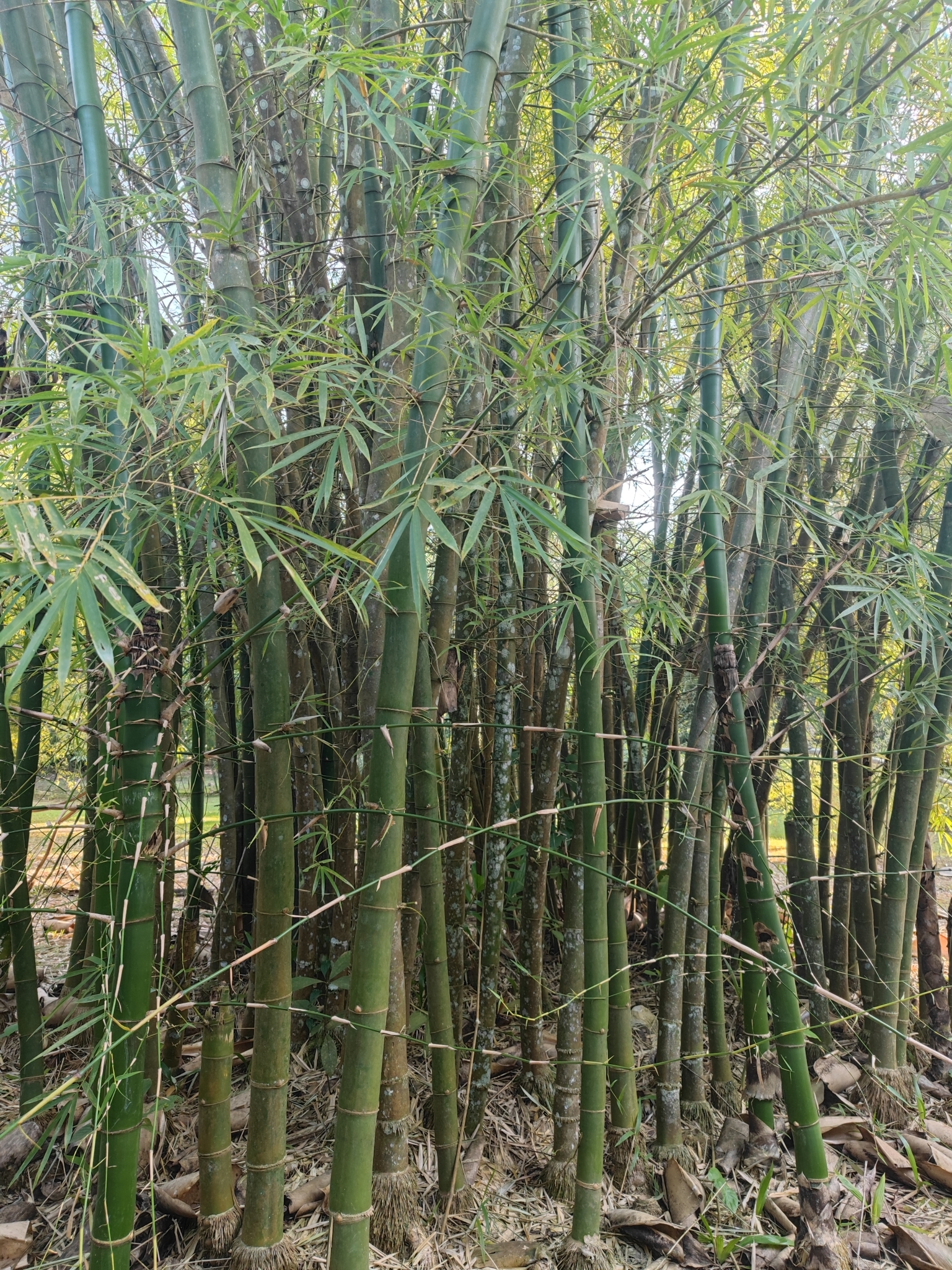 Dendrocalamus sikkimensis
