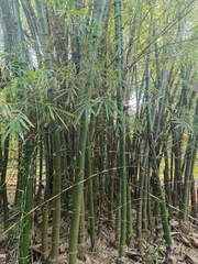 Dendrocalamus sikkimensis