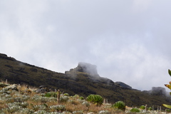 Dendrosenecio keniodendron