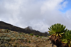Dendrosenecio keniodendron