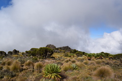 Dendrosenecio keniodendron