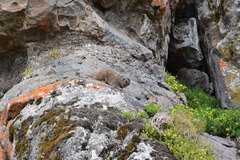 Procavia capensis johnstoni