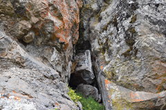 Procavia capensis johnstoni