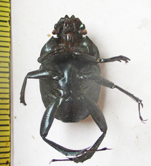 Garreta australugens