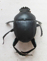 Garreta australugens