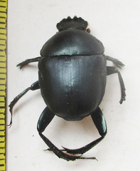 Garreta australugens