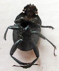 Garreta australugens