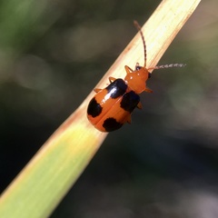 Aulacophora hilaris