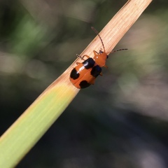 Aulacophora hilaris