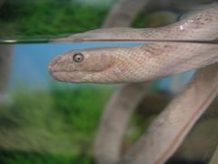 Hydrophis schistosus