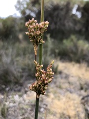 Juncus subsecundus