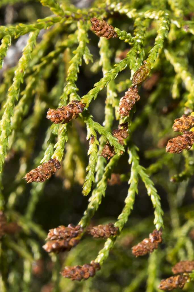 creeping pine