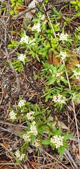 Pimelea suteri