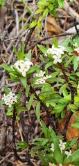 Pimelea suteri