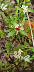 Pimelea suteri