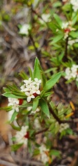 Pimelea suteri