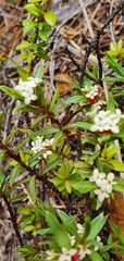 Pimelea suteri