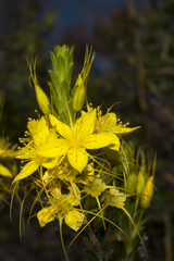 Calytrix aurea