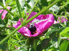 Xylocopa valga