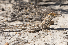 Ctenophorus adelaidensis