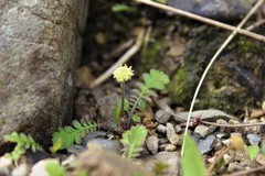 Leptinella squalida squalida