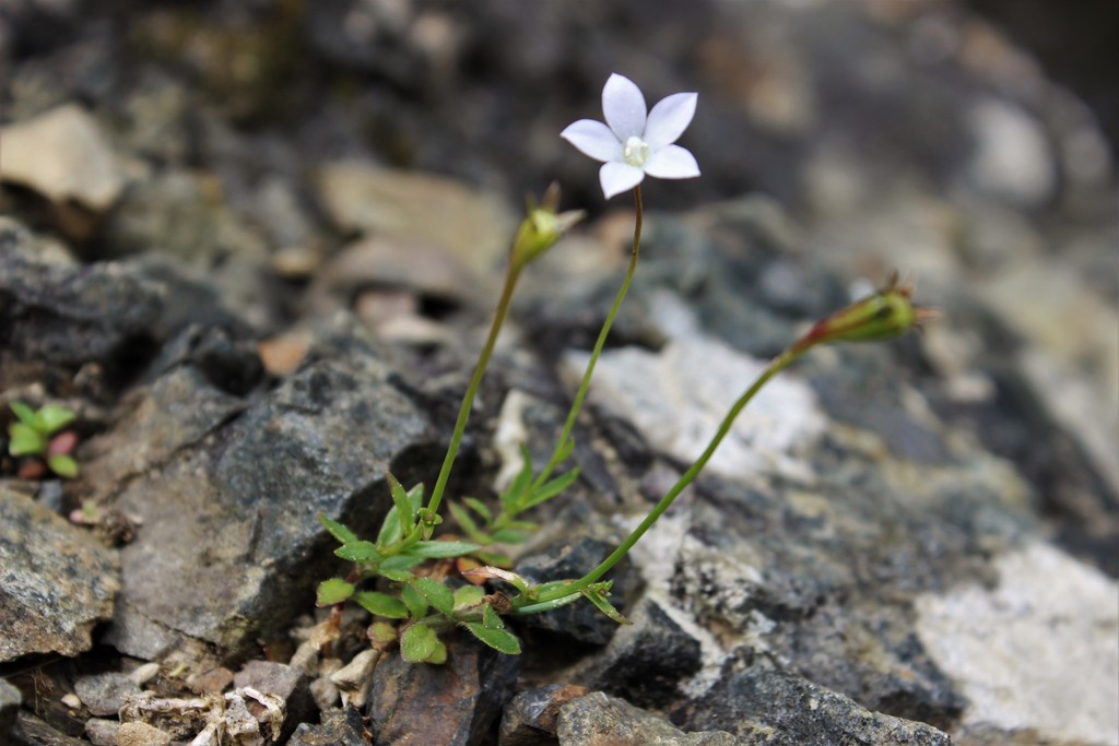 Wahlenbergia ramosa