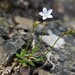 Wahlenbergia ramosa - Photo (c) Joe Dillon, algunos derechos reservados (CC BY), subido por Joe Dillon