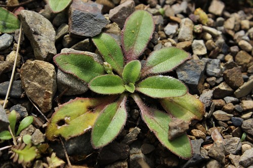 Plantago raoulii Decne.