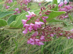 Pseudarthria hookeri