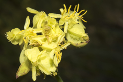 Glischrocaryon aureum