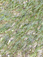 Zostera muelleri