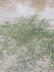 Zostera muelleri