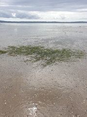 Zostera muelleri