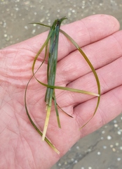 Zostera muelleri