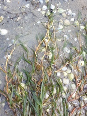 Zostera muelleri