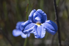 Goodenia coerulea