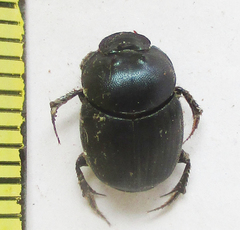 Onthophagus deterrens