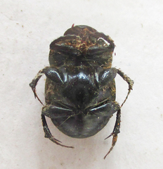 Onthophagus deterrens