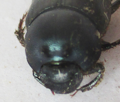 Onthophagus deterrens