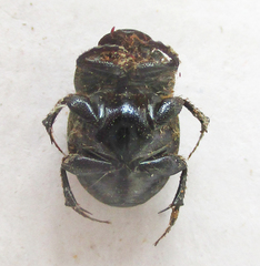 Onthophagus deterrens
