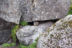 Procavia capensis johnstoni
