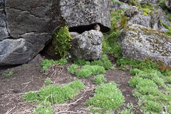Procavia capensis johnstoni