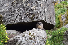 Procavia capensis johnstoni