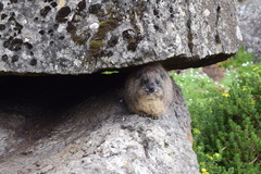 Procavia capensis johnstoni