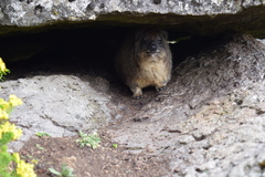 Procavia capensis johnstoni