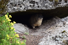 Procavia capensis johnstoni