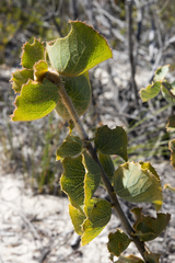 Hakea conchifolia