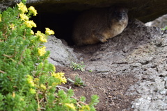 Procavia capensis johnstoni